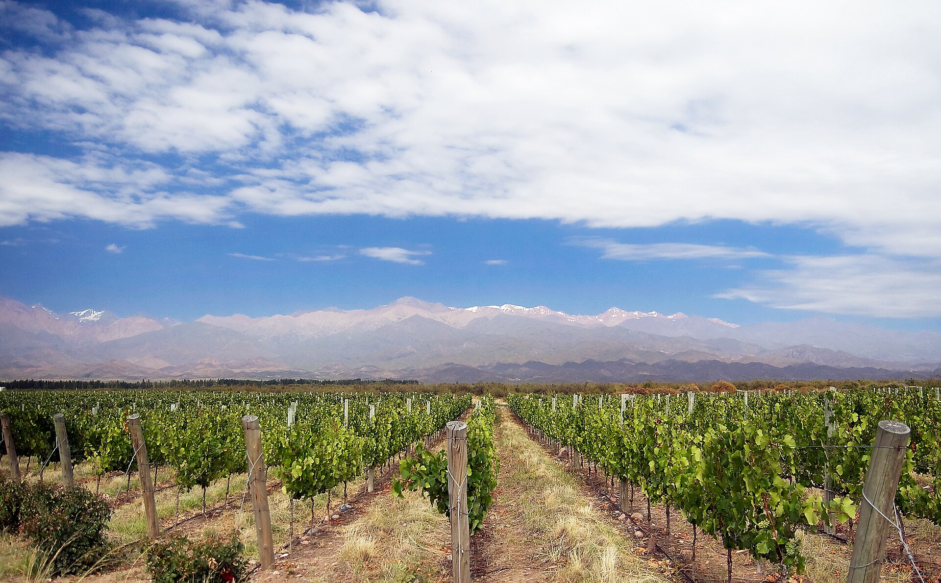 Mendoza and Uco Valley family itinerary preview with vineyards and Andes mountains