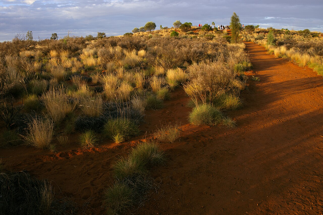 Red sand path through spinifex and desert shrubs to a lookout in Yulara, in low golden light